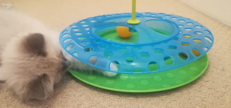 best toys to keep kittens entertained